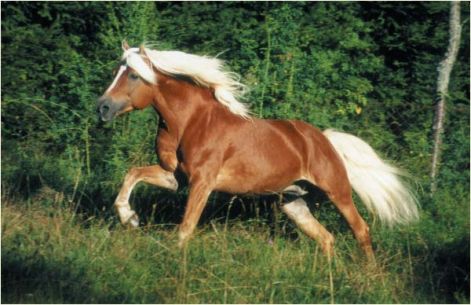 03haflinger1.jpg